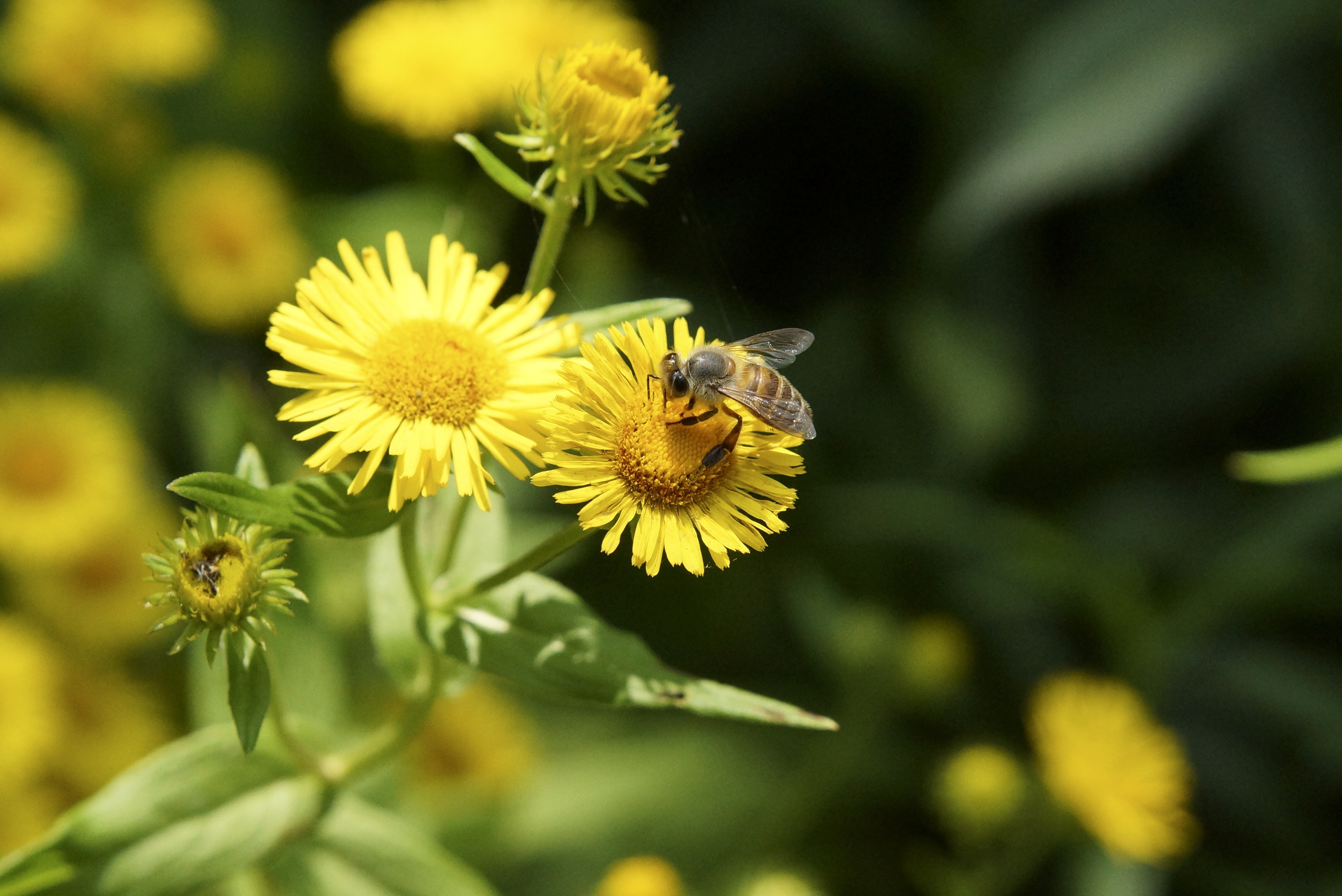 yellow daisy and honeybee