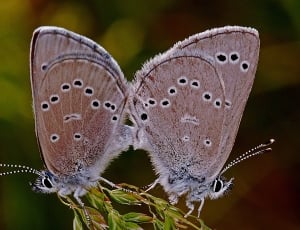 mating pair of Common Blue Butterfly on green leaf plant closeup photography during daytime thumbnail