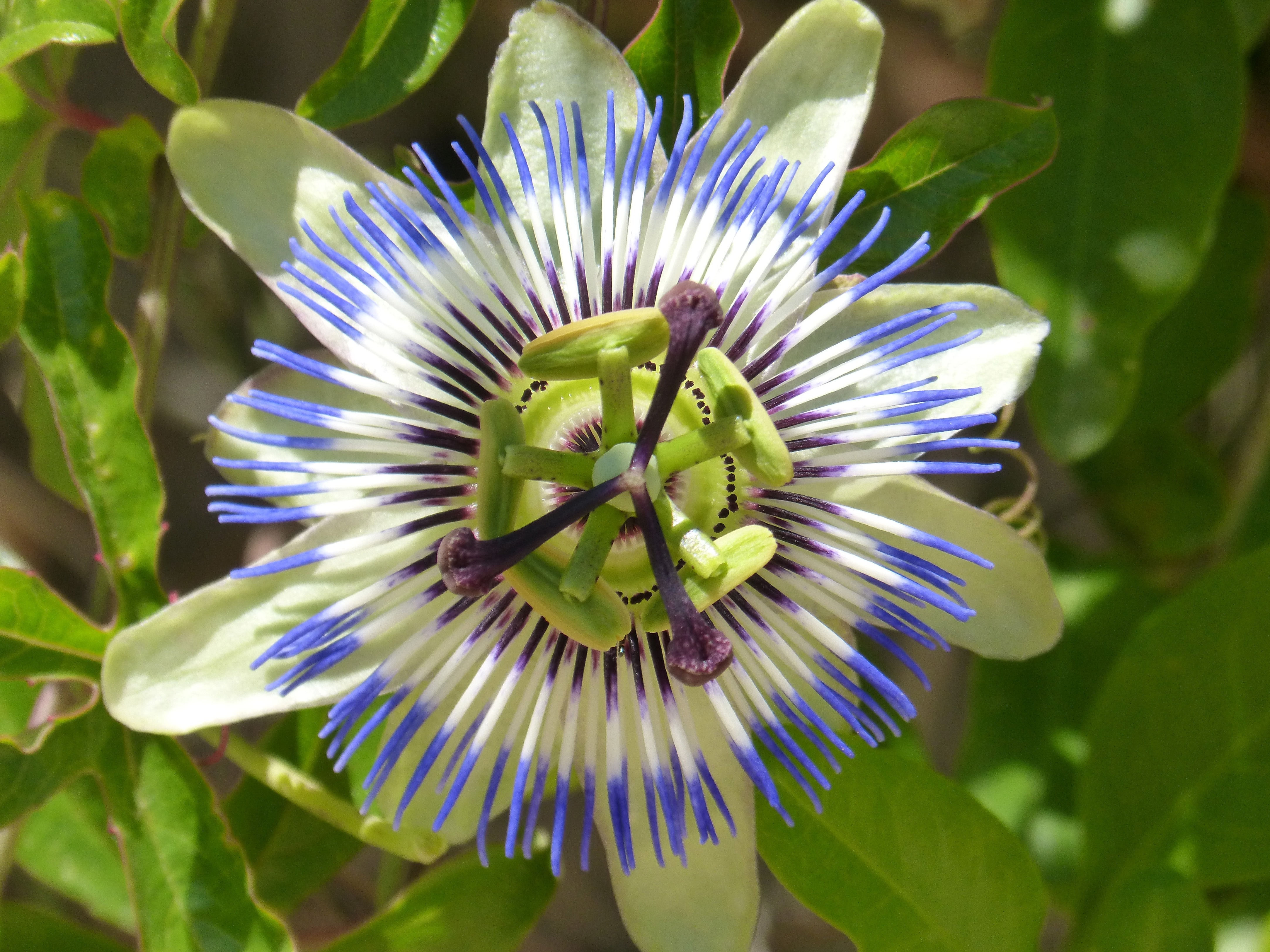 white purple and blue flower