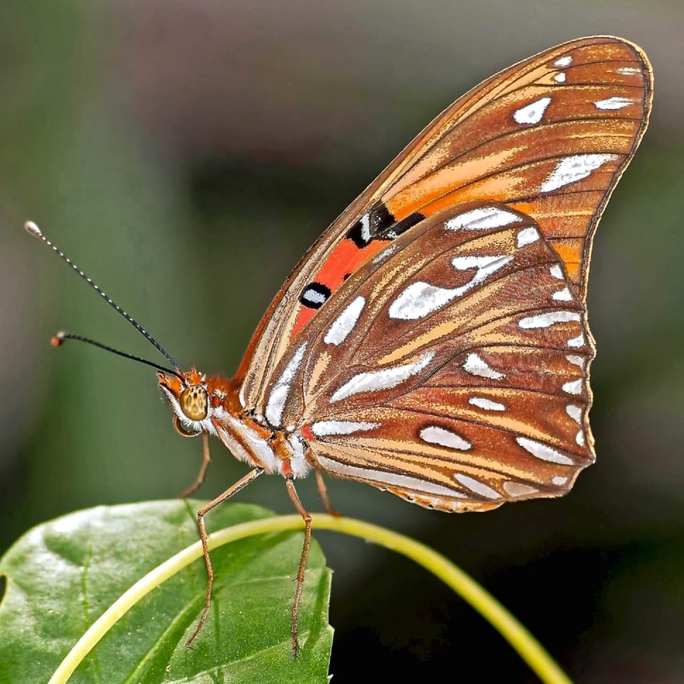 Gulf Fritillary, Butterfly, one animal, butterfly - insect preview