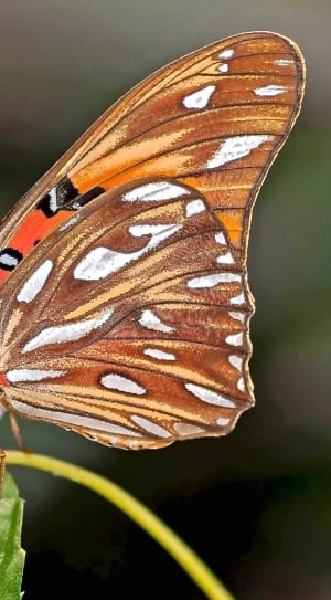 Gulf Fritillary, Butterfly, one animal, butterfly - insect thumbnail