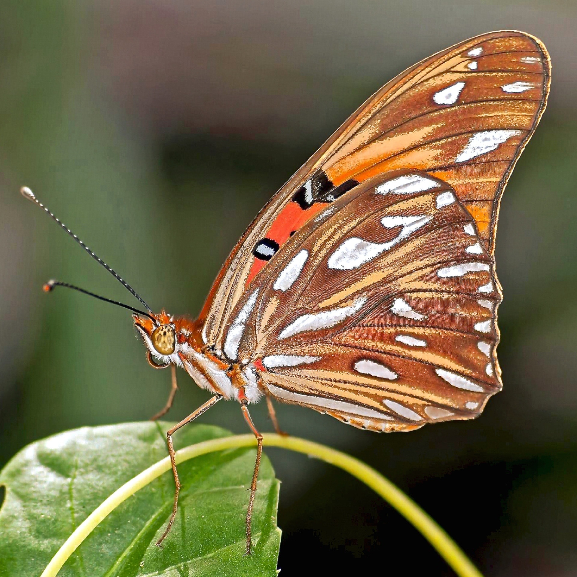 Gulf Fritillary, Butterfly, one animal, butterfly - insect