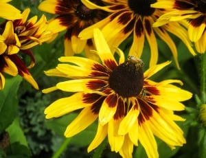 yellow and brown flower thumbnail