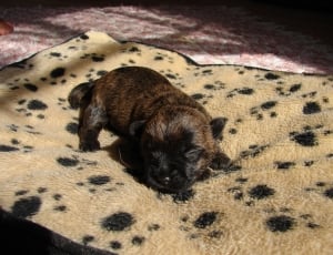 black and brown puppy thumbnail