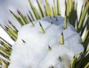 snow covered plant thumbnail