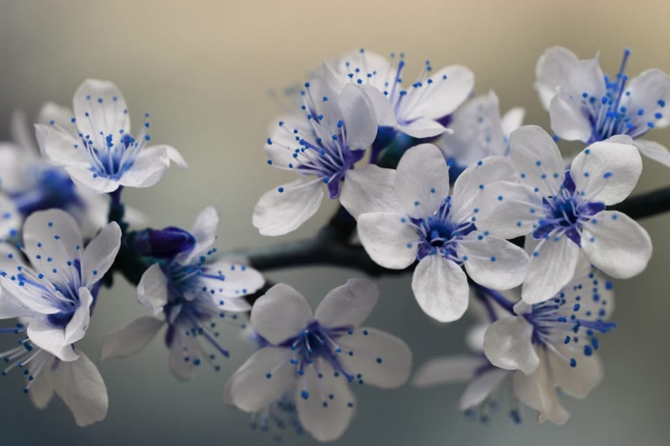 Nature, Spring, Blossom, Flower, Blue, flower, no people preview