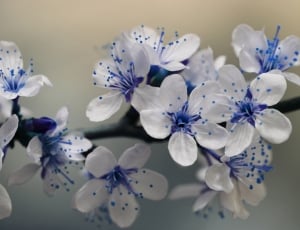 Nature, Spring, Blossom, Flower, Blue, flower, no people thumbnail