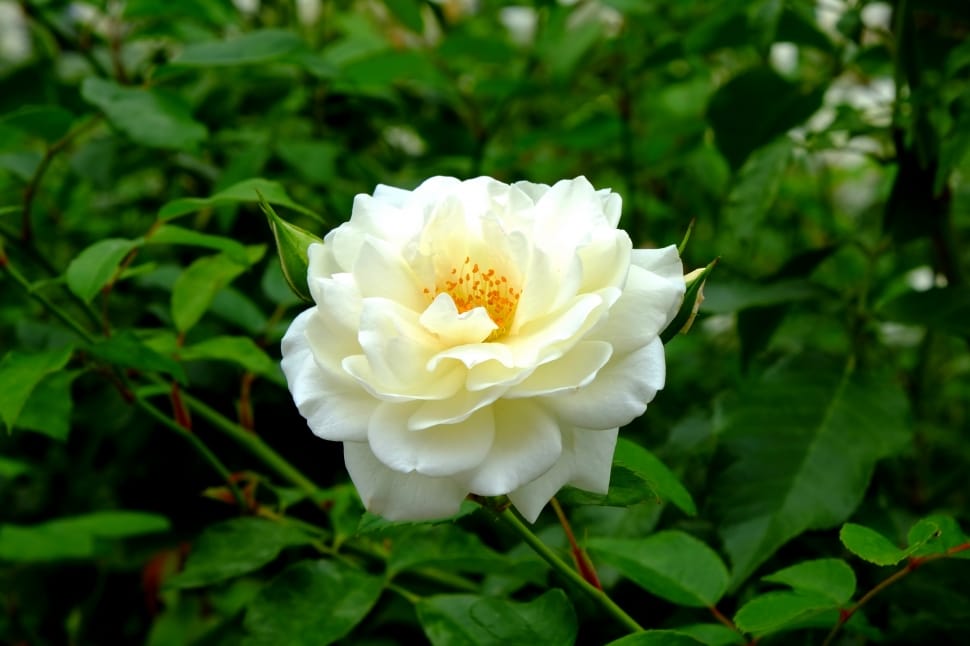 white petaled flower in close-up photography preview