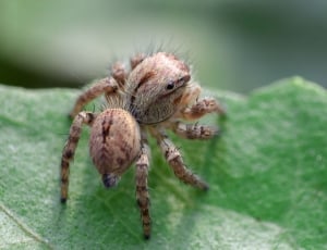 Insect, Macro, Creature, Spider, Bug, spider, one animal thumbnail
