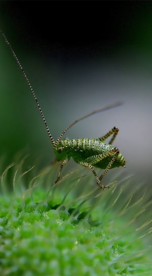 selective focus of green katydid thumbnail