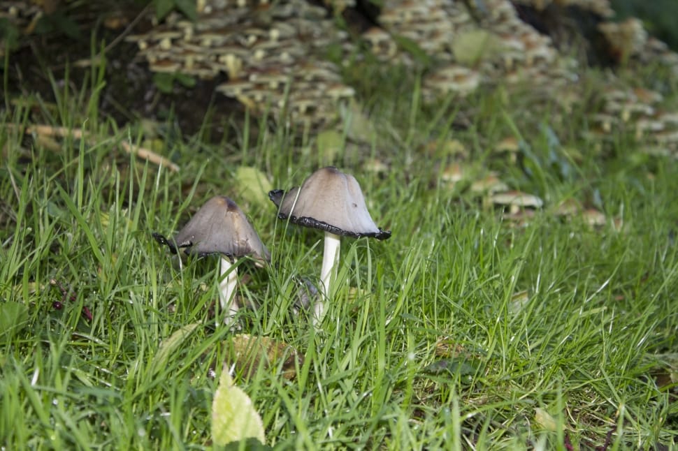 2 grey black and white mushroom preview