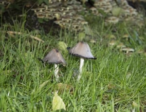 2 grey black and white mushroom thumbnail