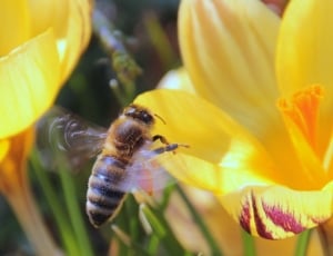 yellow tulip and honeybee thumbnail