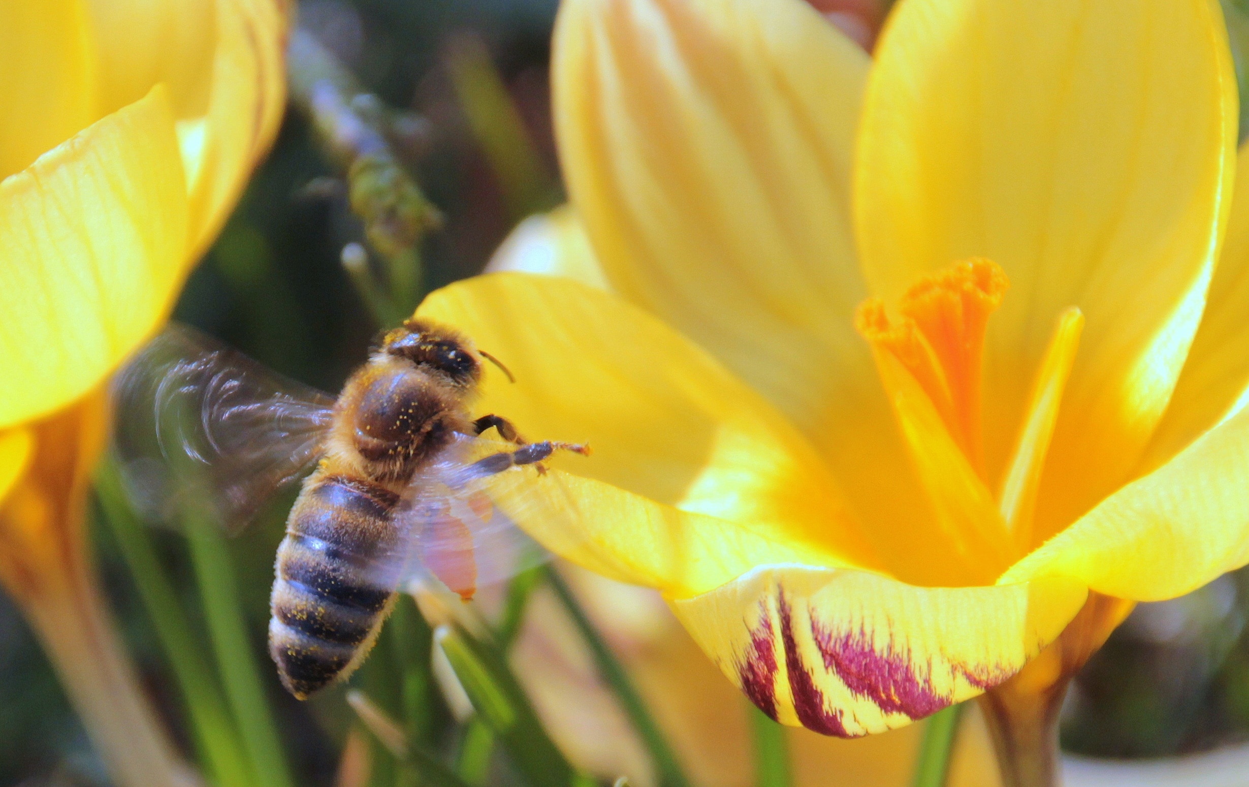 yellow tulip and honeybee