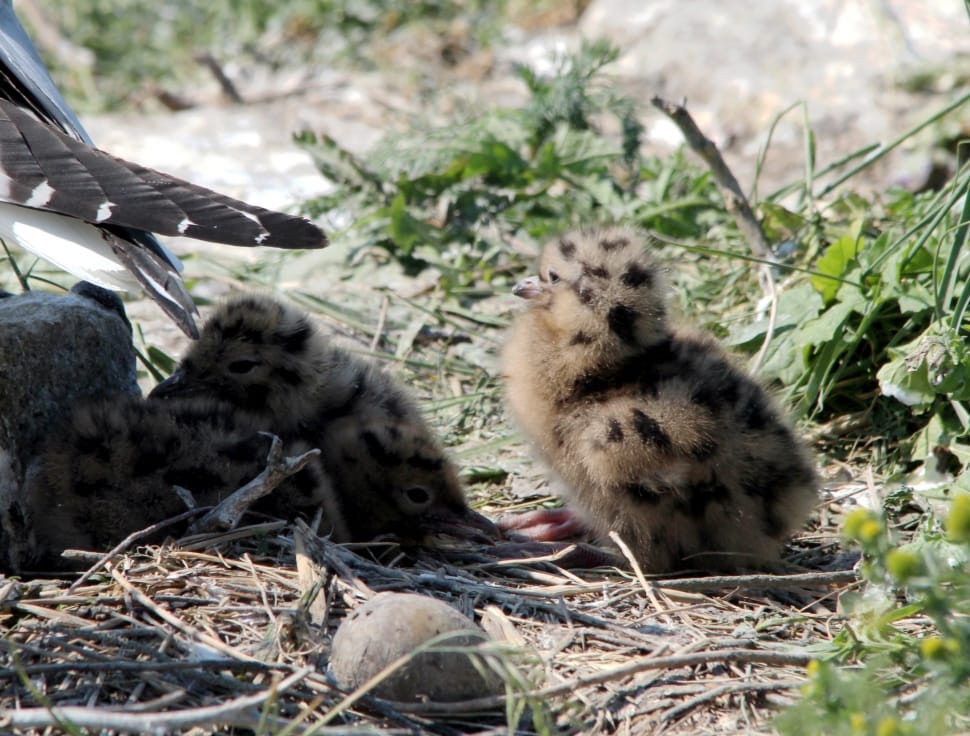 Arctic Tern, Chicks, Bird, Tern, animals in the wild, animal wildlife preview