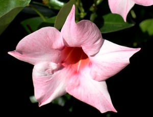 Dipladenia, Mandevilla Hybrid, Flowers, flower, petal thumbnail