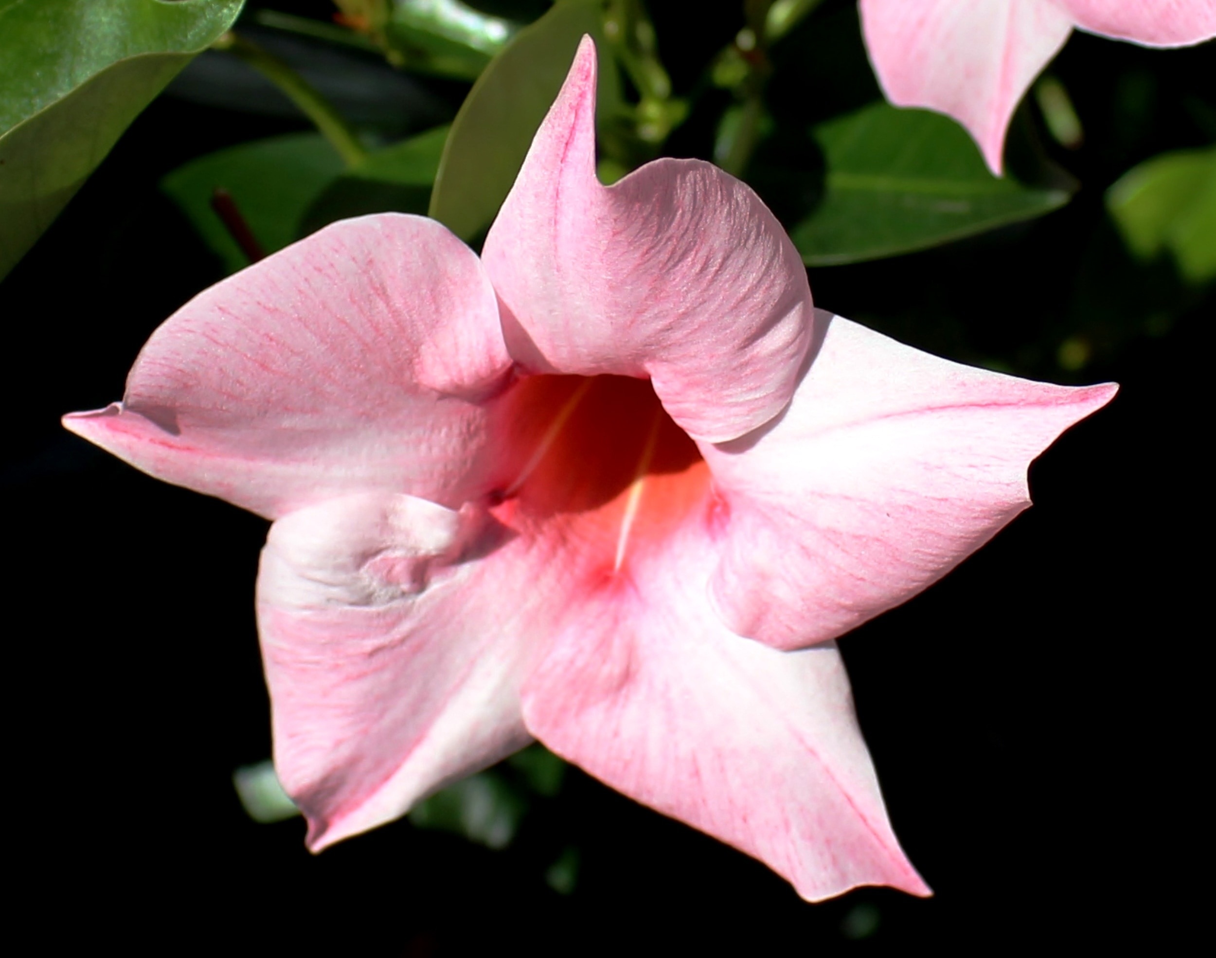 Dipladenia, Mandevilla Hybrid, Flowers, flower, petal