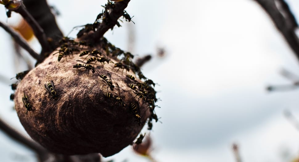 a colony of ants on brown fruits tilt shift lens preview