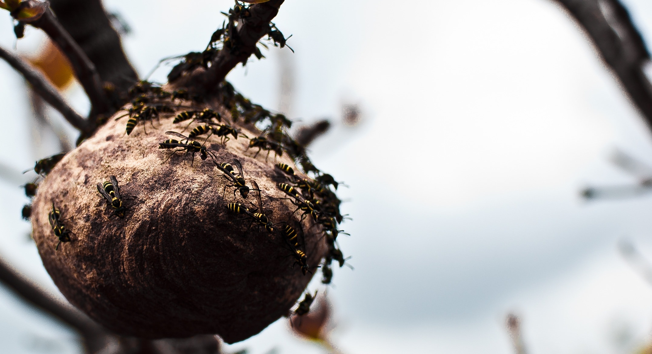 a colony of ants on brown fruits tilt shift lens