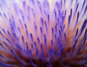 Bloom, Blossom, Close-Up, Flora, Flower, nature, undersea thumbnail