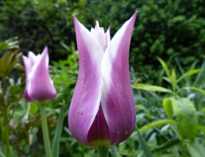 pink and white tulips thumbnail