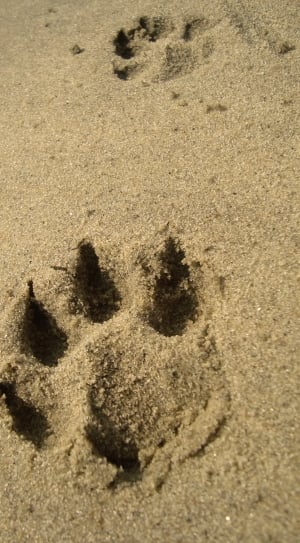 Animal, Dog, Footprint, Paw, Sand, sand, beach thumbnail