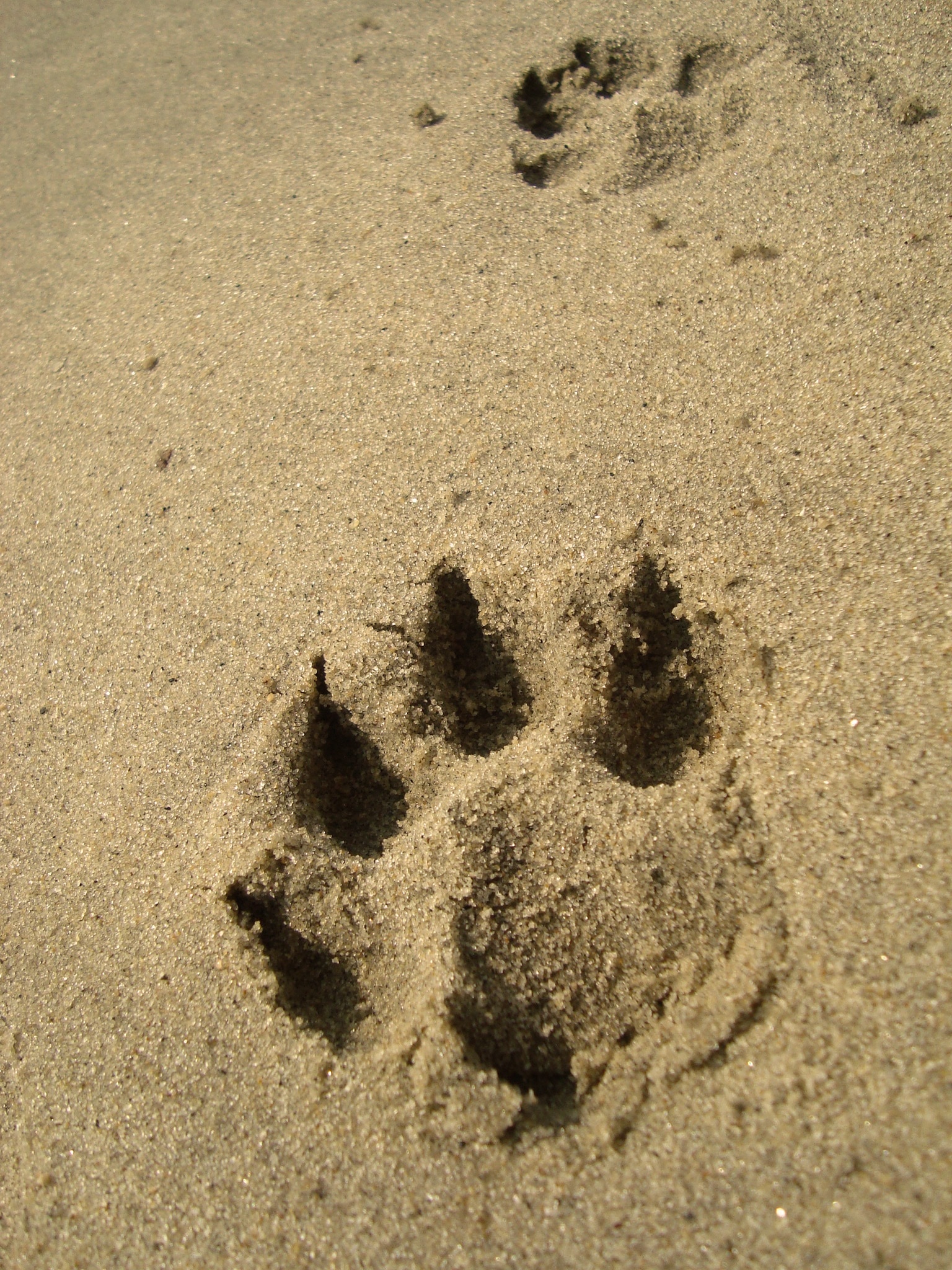Animal, Dog, Footprint, Paw, Sand, sand, beach