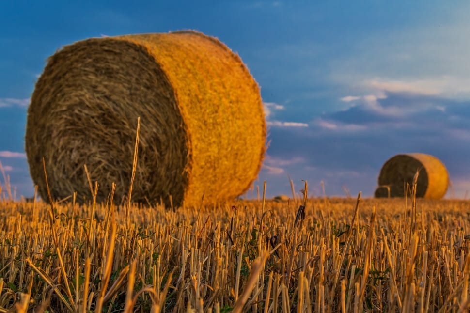 Agriculture, Straw, Harvest, Bale, bale, hay preview