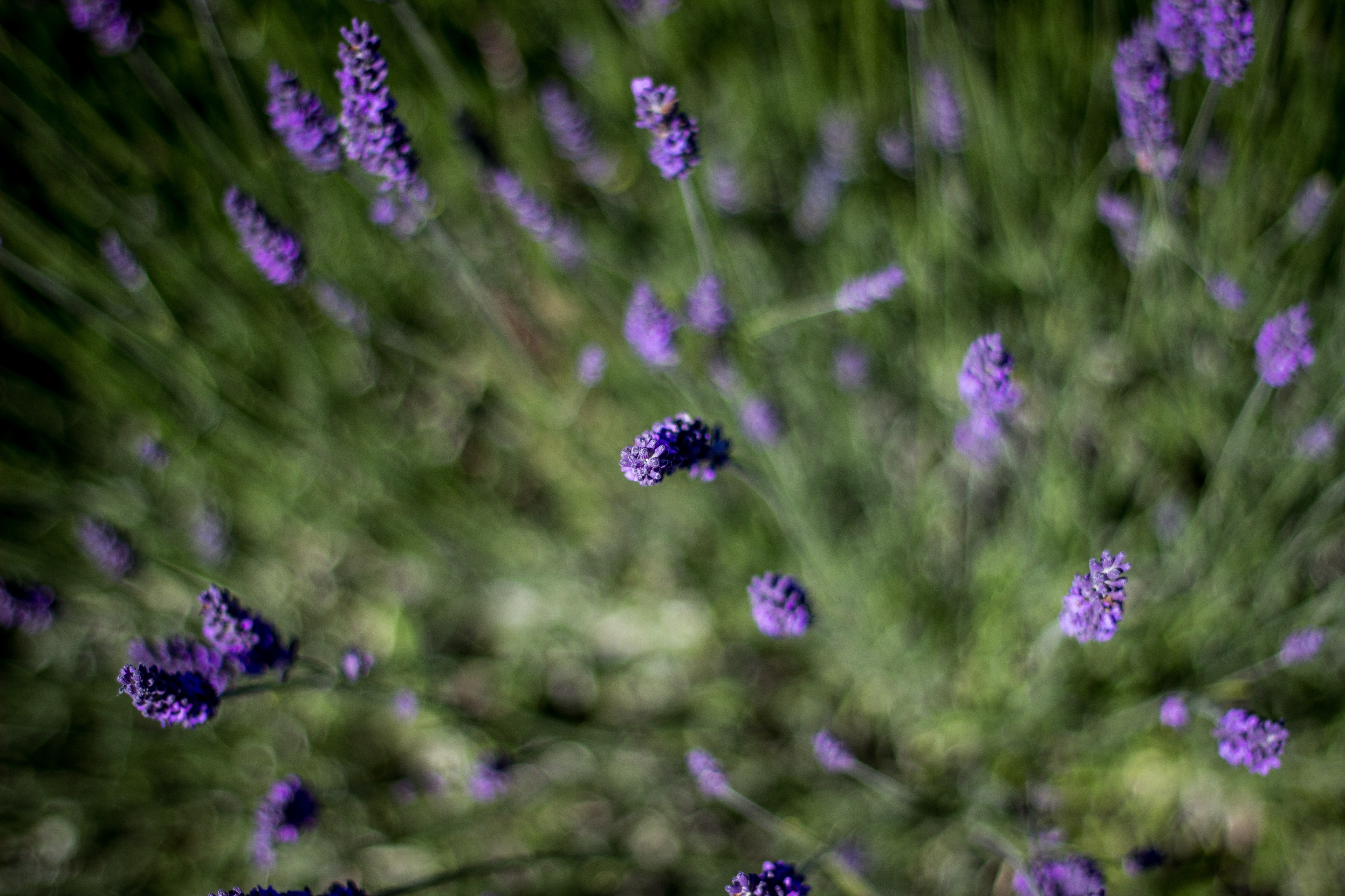 purple lavender flowers