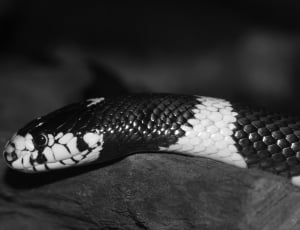 greyscale photo of snake thumbnail