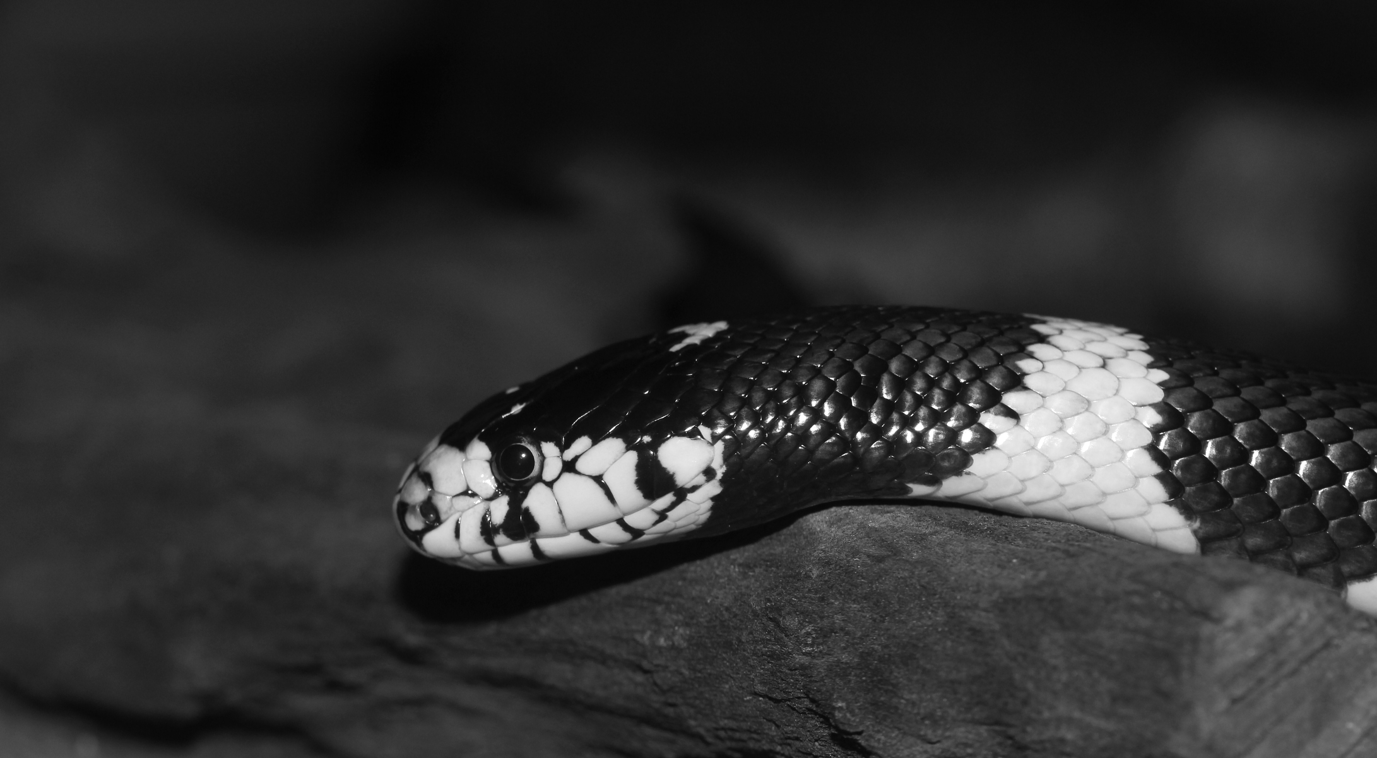 greyscale photo of snake