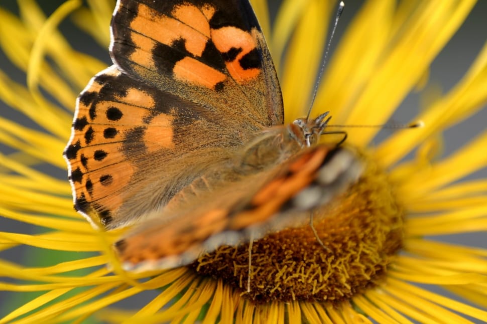 painted lady butterfly on sunflower preview