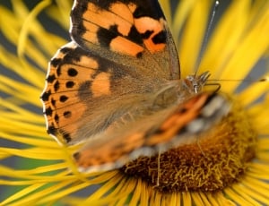 painted lady butterfly on sunflower thumbnail