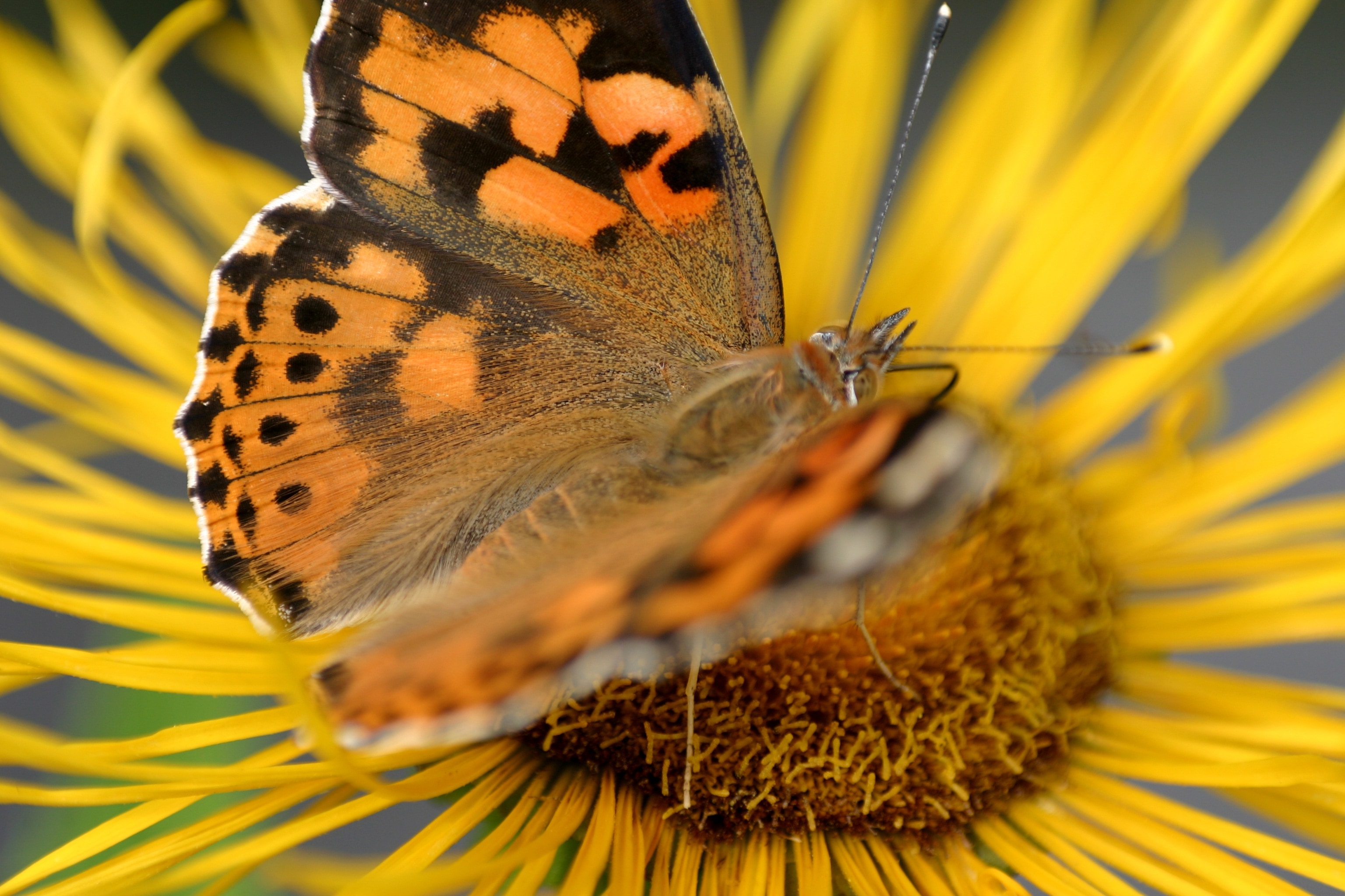 painted lady butterfly on sunflower