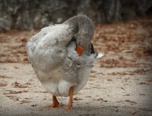 white gray duck thumbnail