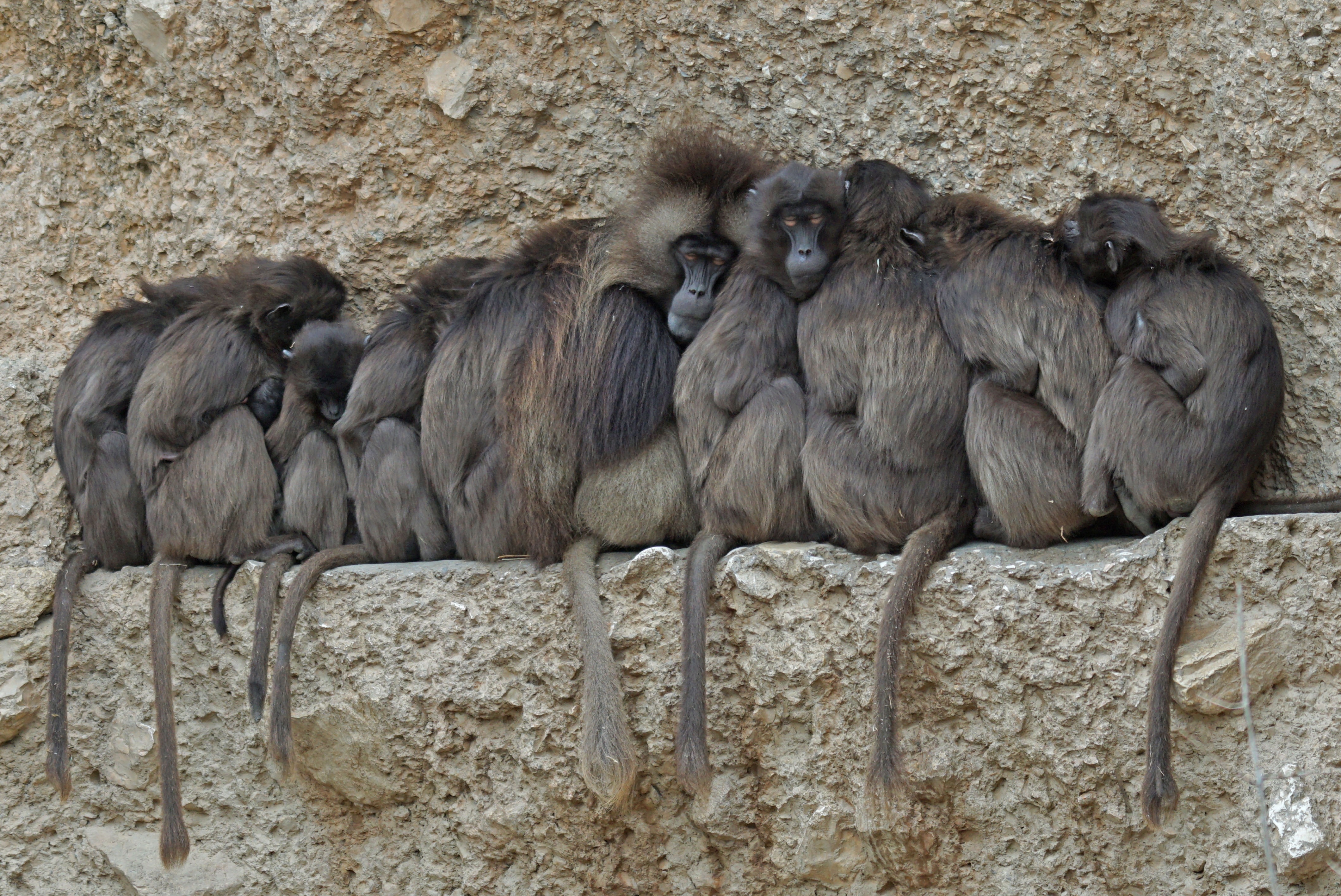grey monkeys litter