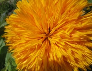close up photography of yellow flower thumbnail