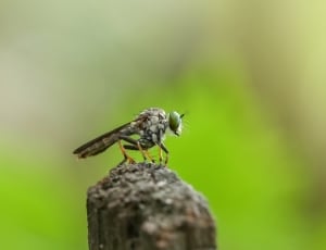 grey dragonfly thumbnail