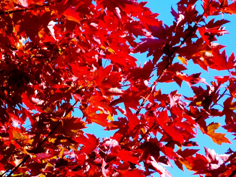 red  leaves preview
