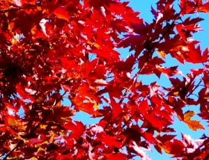 red  leaves thumbnail