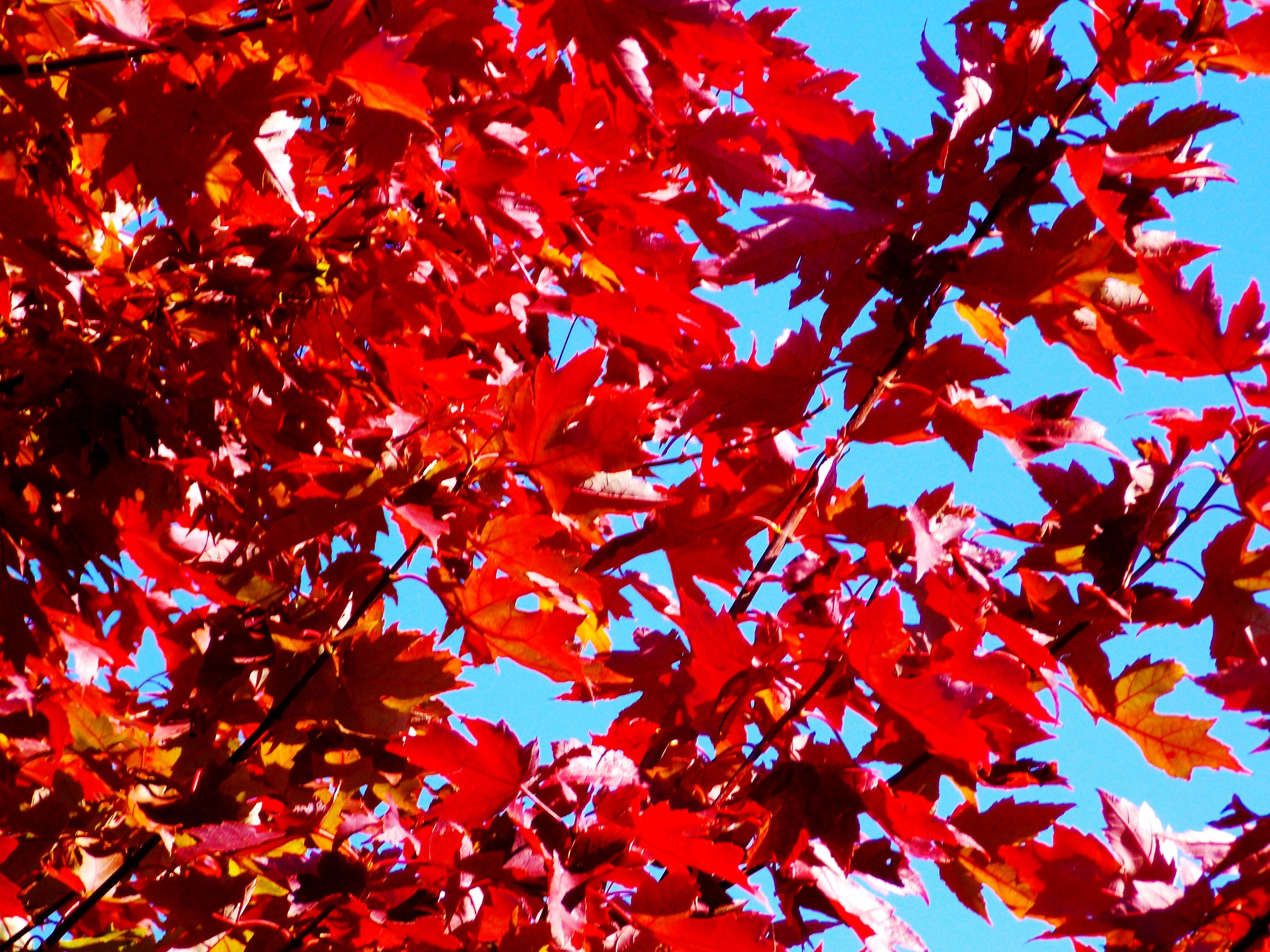 red  leaves