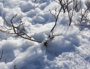 leafless tree cover by snow thumbnail