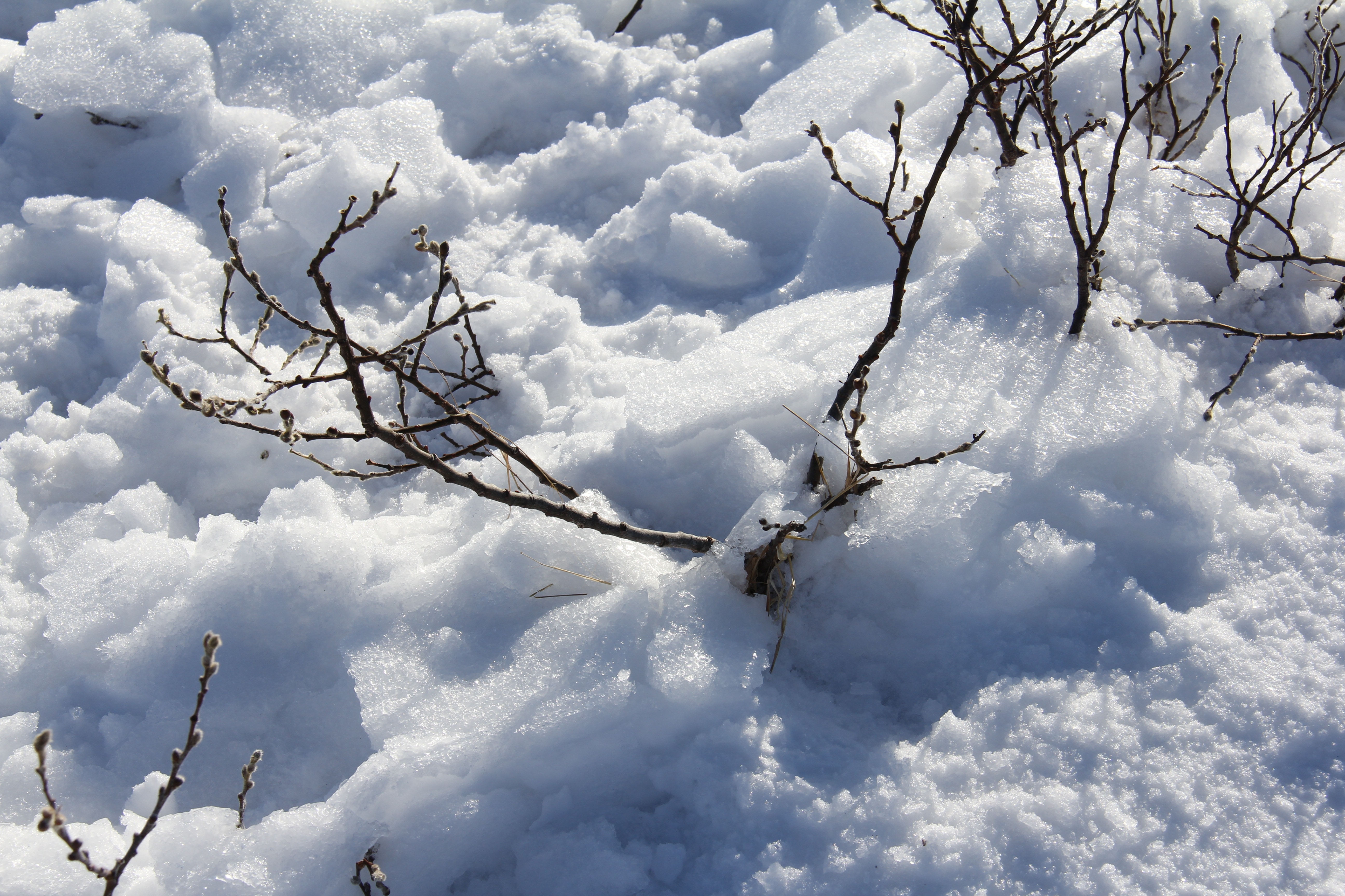 leafless tree cover by snow