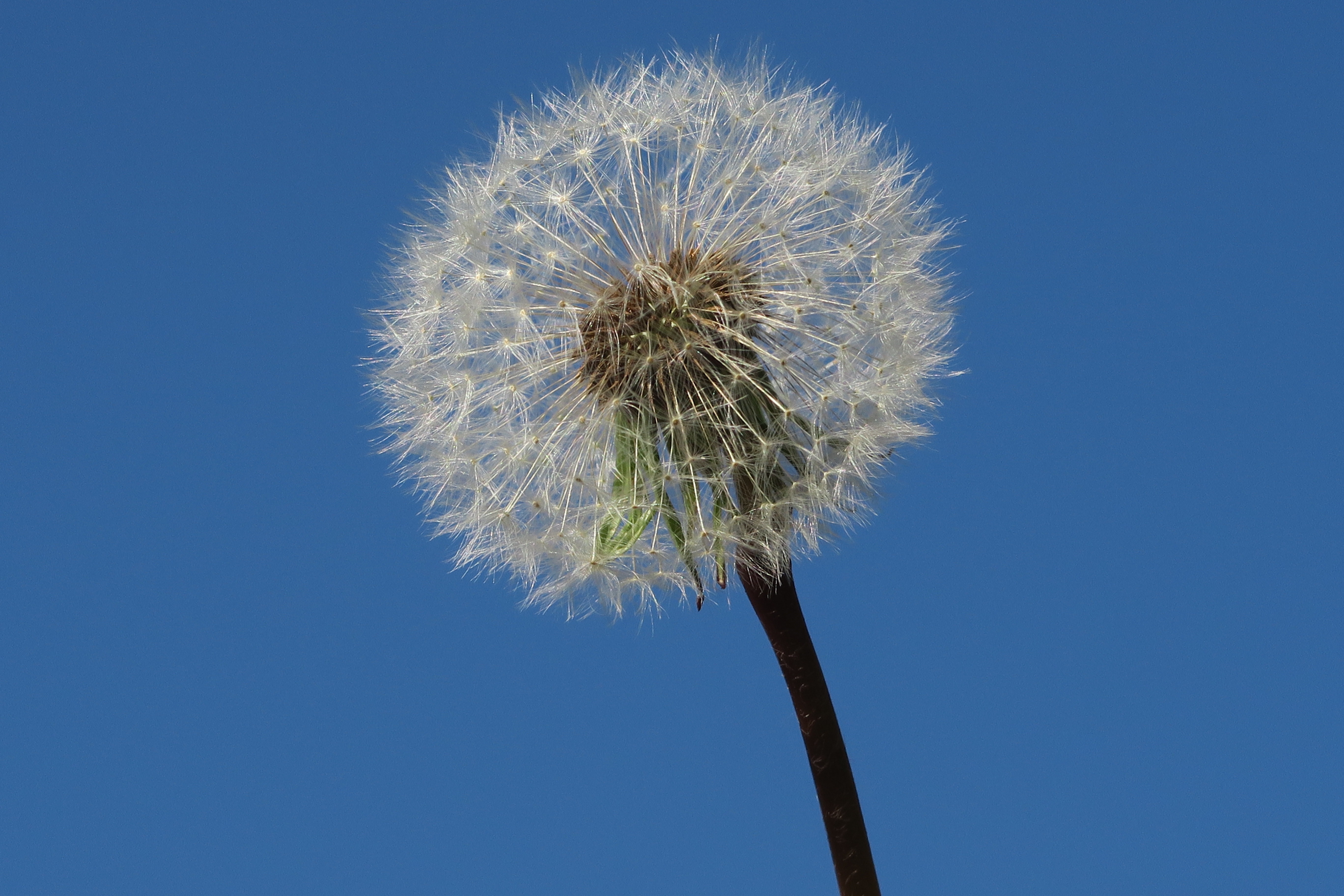 close up view of dandelion
