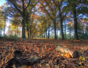 dried leaves and trees photo thumbnail