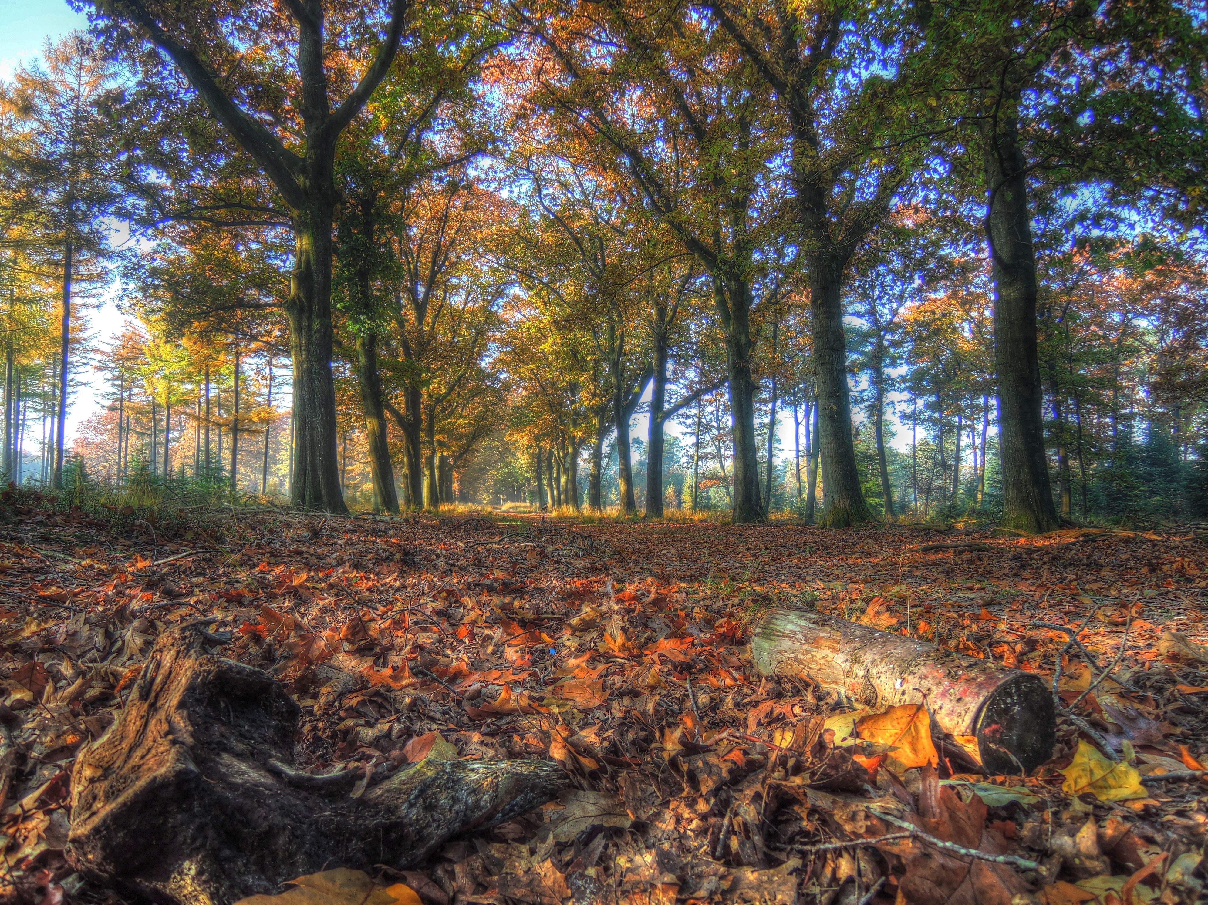 dried leaves and trees photo