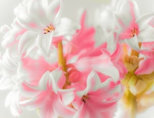 White, Flowers, Perfume, Rosa, Winter, pink color, flower thumbnail