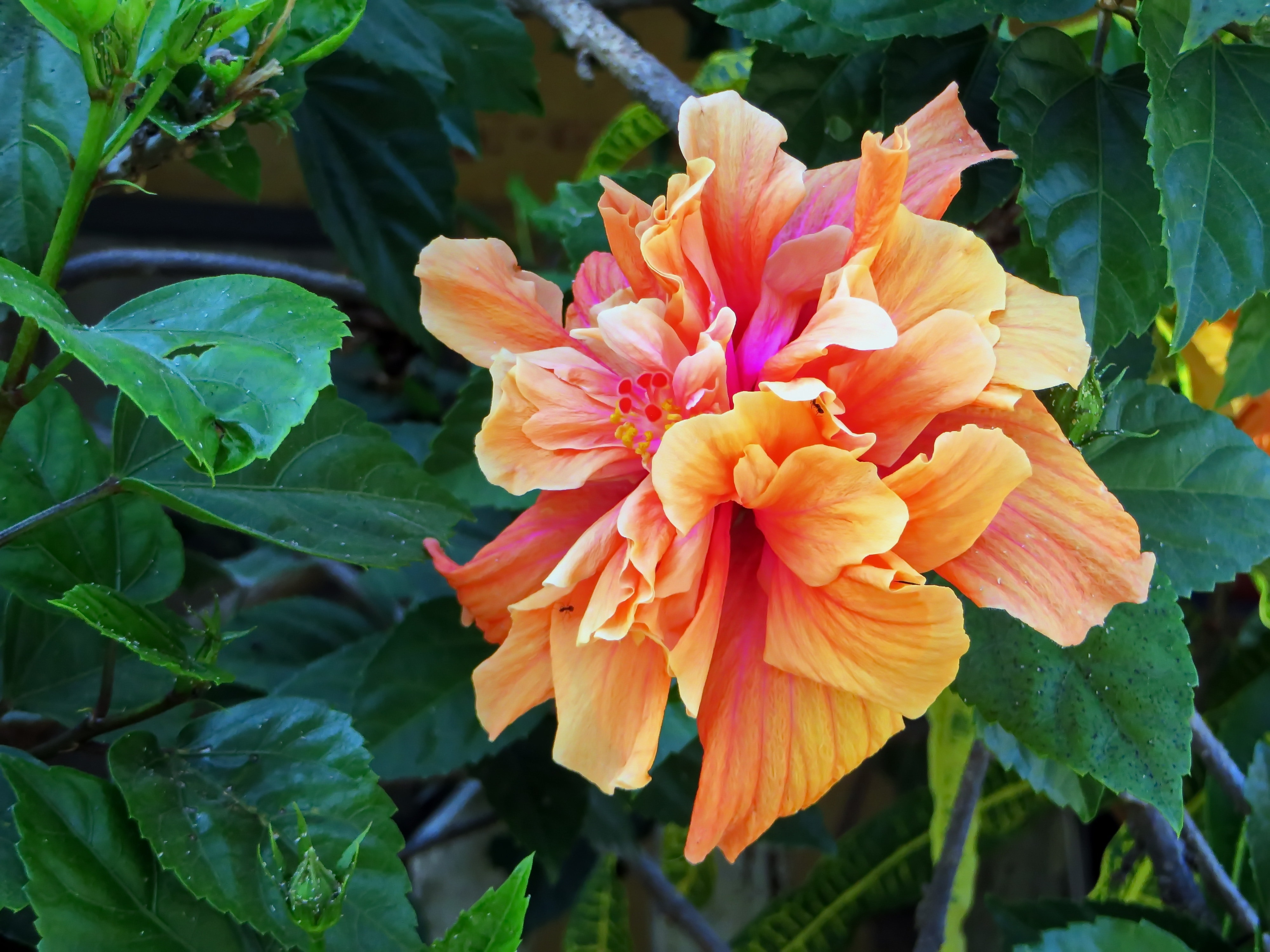 Hibiscus, Double Hibiscus, flower, flower head