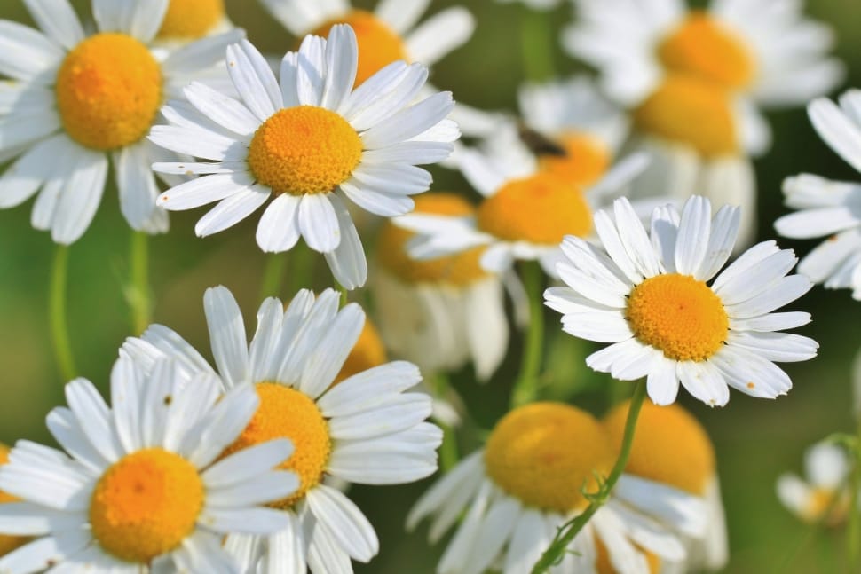 chamomile field preview