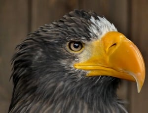 close up photo of grey bald eagle thumbnail